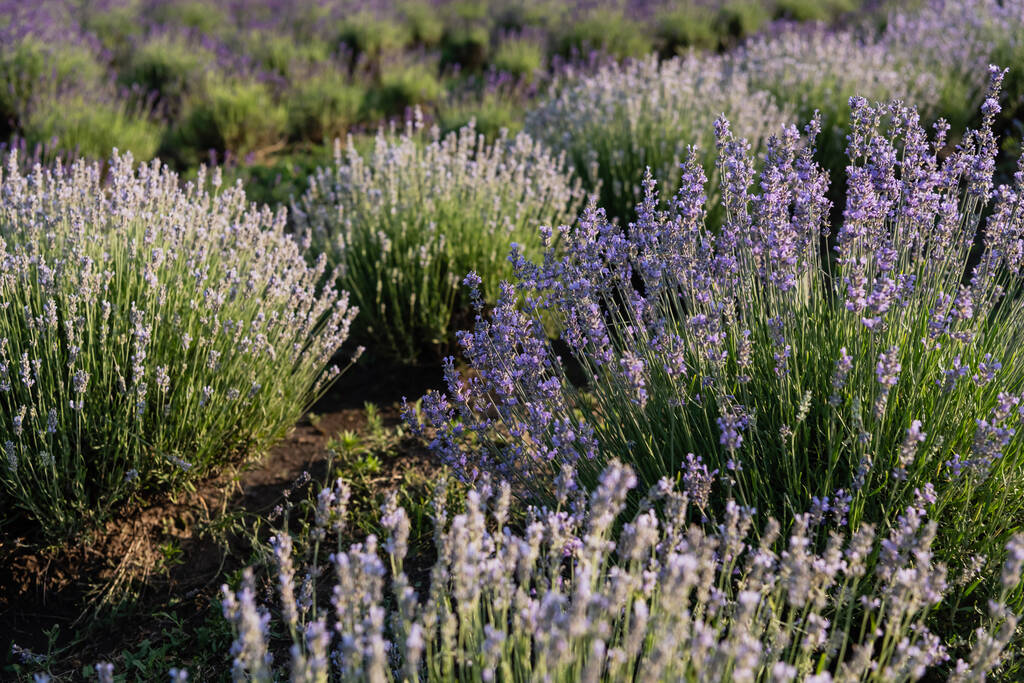summer field with blooming lavender flowers - Foto, Imagem