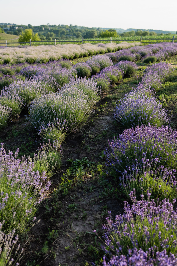rows of violet lavender blooming in field - Fotoğraf, Görsel
