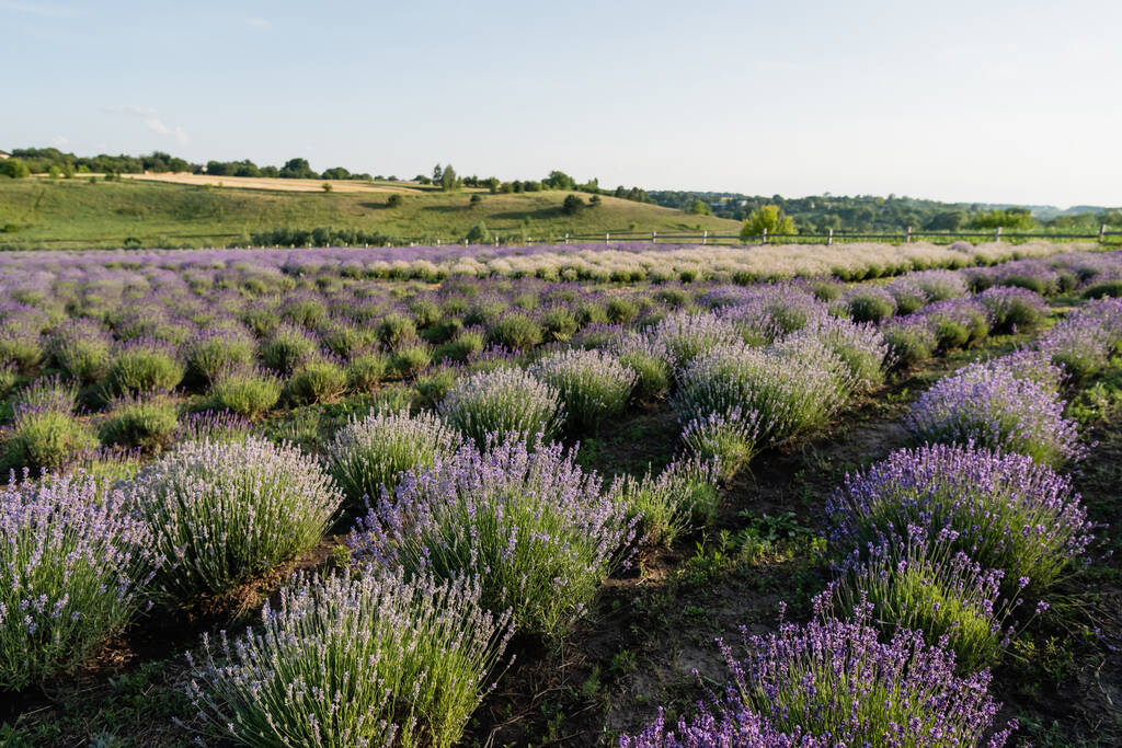 rows of blooming lavender bushes in summer field - 写真・画像