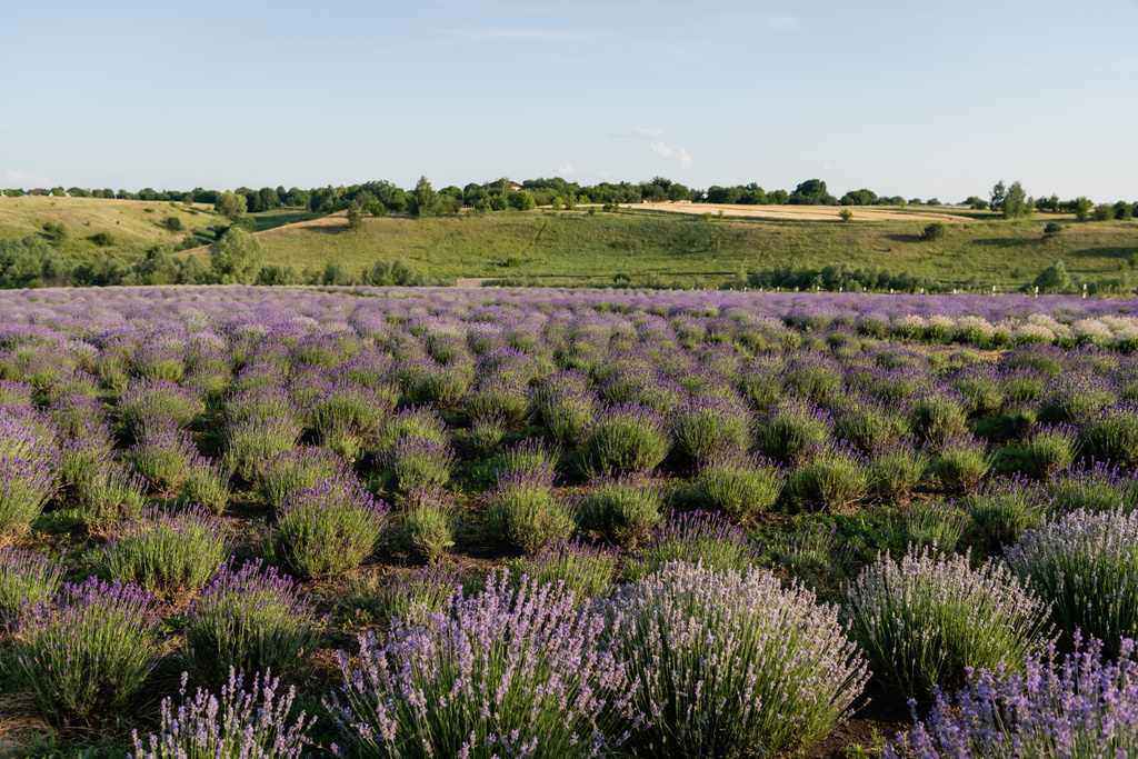 lavender flowers blooming in meadow on summer day - Fotoğraf, Görsel