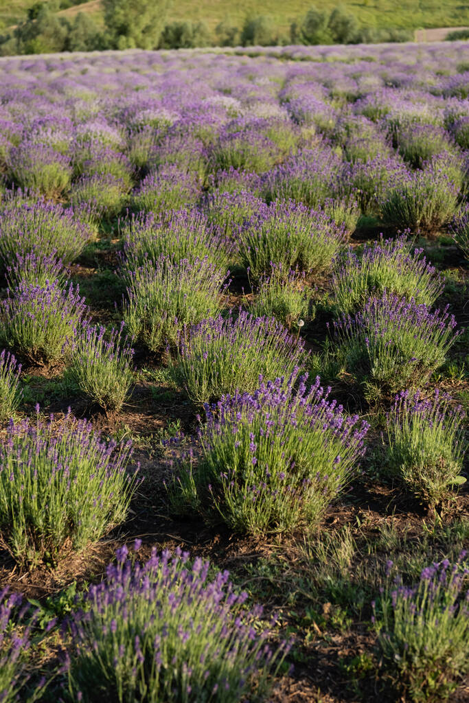 meadow with booming lavender on summer day - Photo, image
