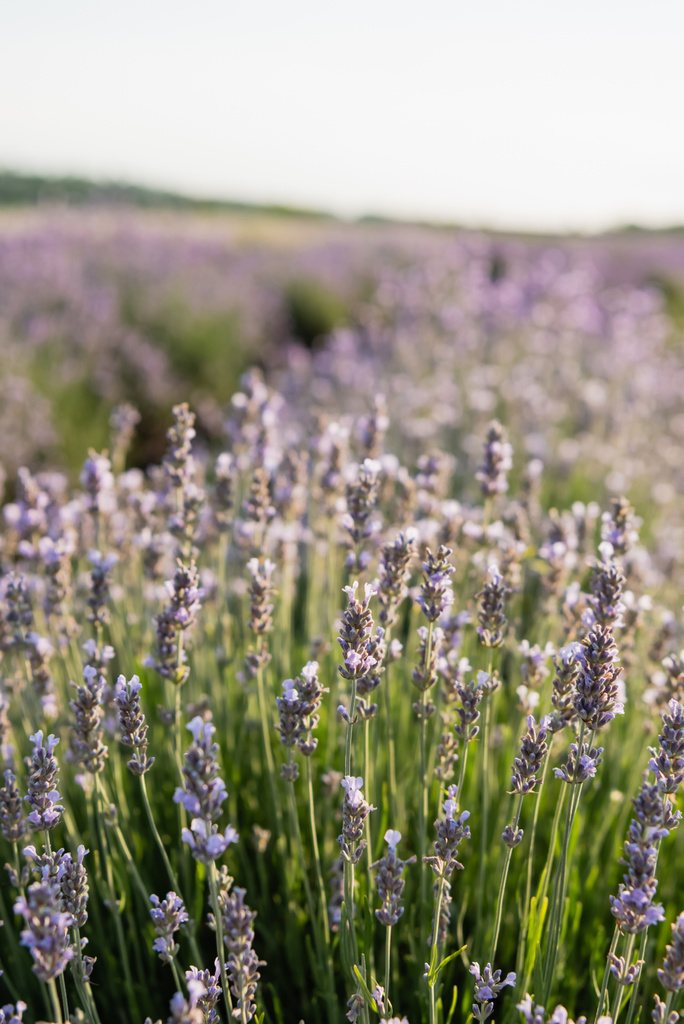 close up view of lavender flowers blooming in summer meadow - Fotoğraf, Görsel