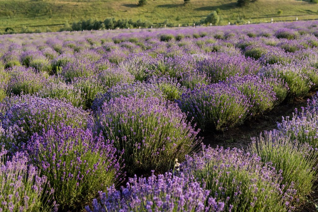 rows of lavender flowering in plant nursery - Foto, Imagem
