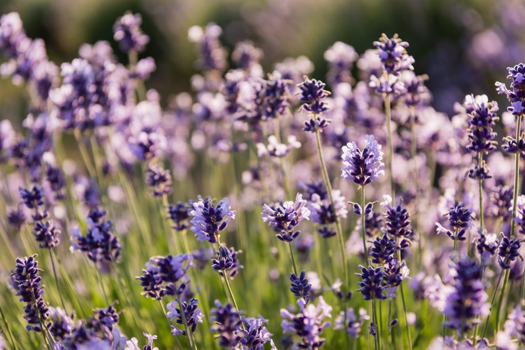 close up view of lavender flowers blooming on blurred background - Fotografie, Obrázek