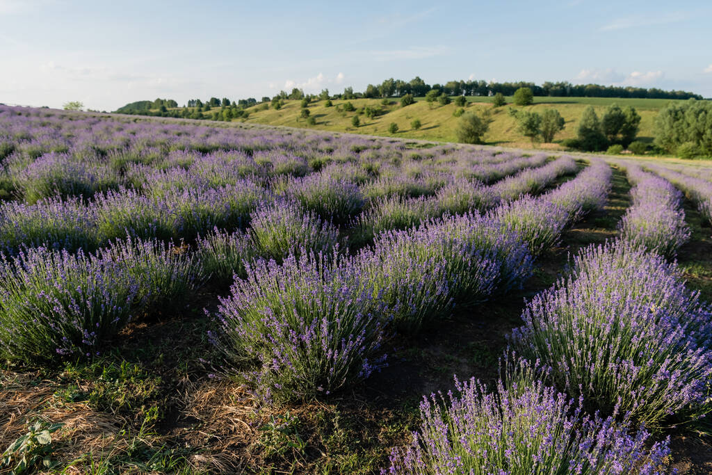 purple lavender flowers blooming on summer day - Foto, afbeelding