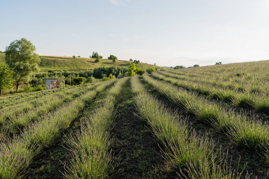 rows of green plants in meadow under clear sky - Fotografie, Obrázek