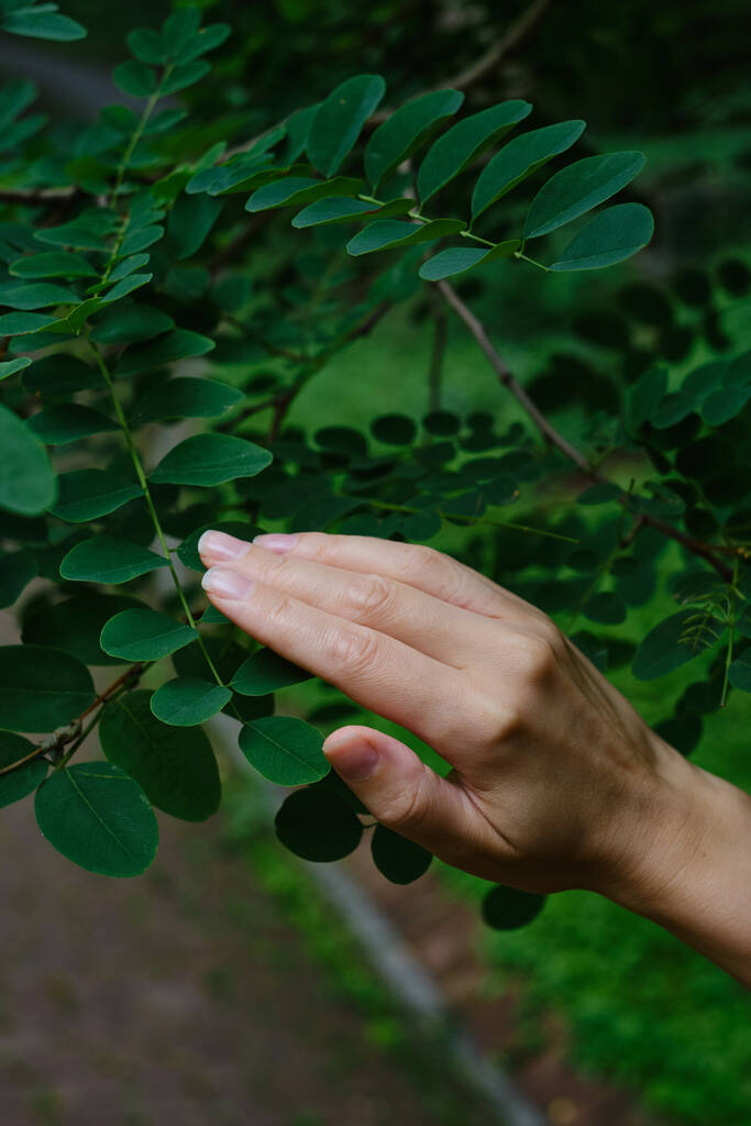 Girl hand touches the leaves of a tree in the forest. Forest ecology. Wildlife, wild life. Earth Day. Traveler girl in a beautiful green forest or park. Conservation, ecology, environment concept - Photo, Image