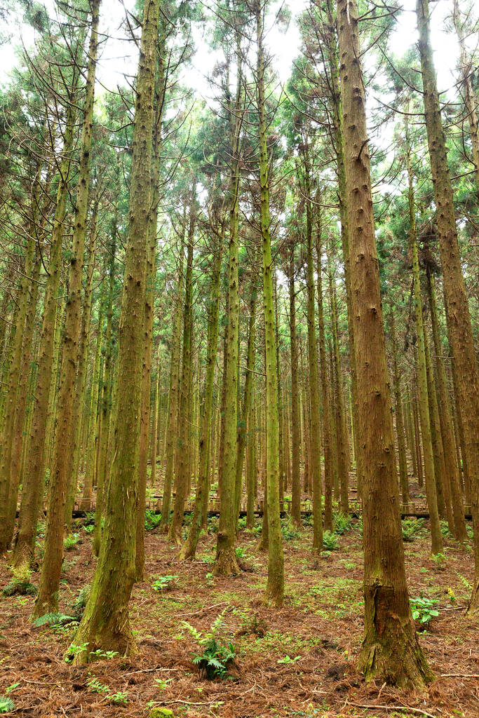 Saryeonisupgil, Saryeoni Forest walking trail in Jeju Island of Korea - Fotó, kép