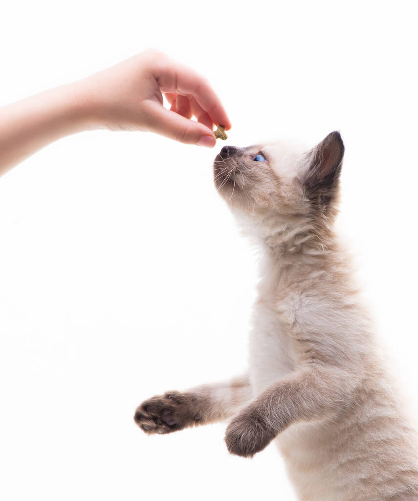 Little cute kitten jumps for the hand that holds the food. Pet feeding. High quality photo - Φωτογραφία, εικόνα