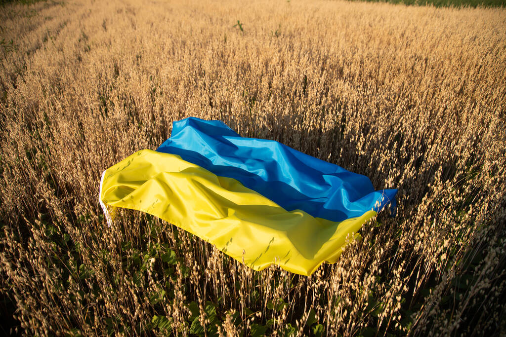Flag of Ukraine on agricultural field. High grain price, wheat shortage and food crisis concept. - Zdjęcie, obraz