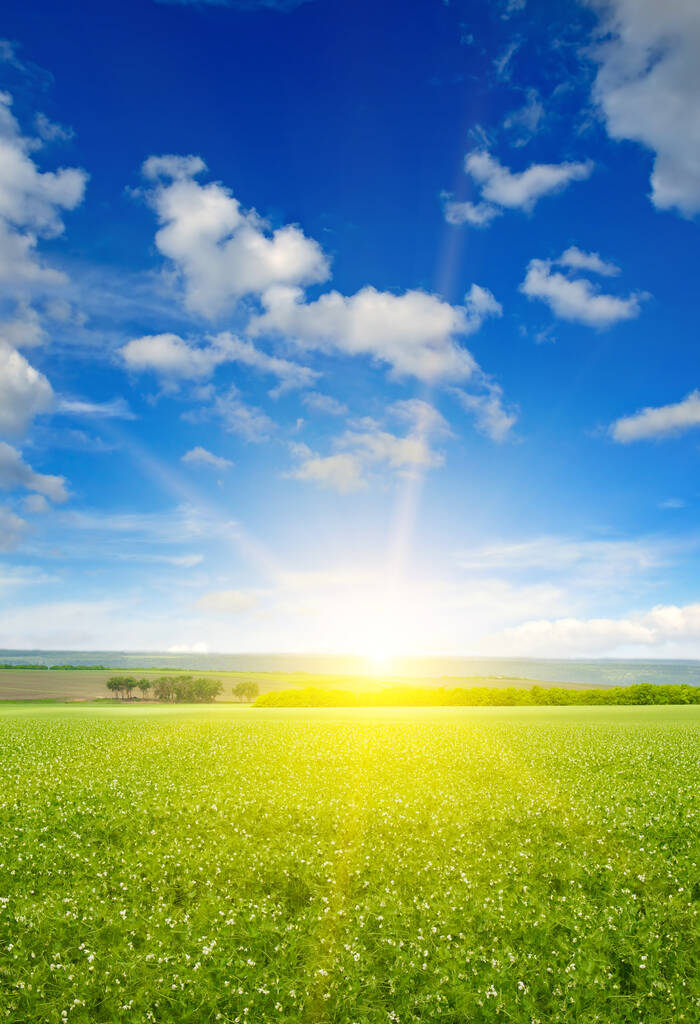 Green pea field and sunrise in the blue sky. Spring agricultural landscape. Vertical photo. - 写真・画像