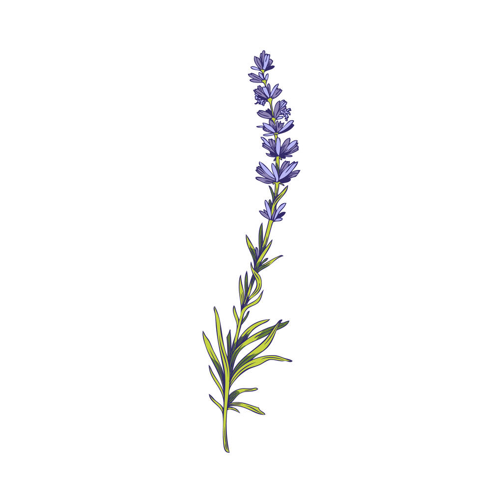 Beauty lavender plant with green leaves and purple flowers, sketch vector illustration isolated on white background. Hand drawn botanical element with concept of aromatherapy and herbology. - Vector, Imagen