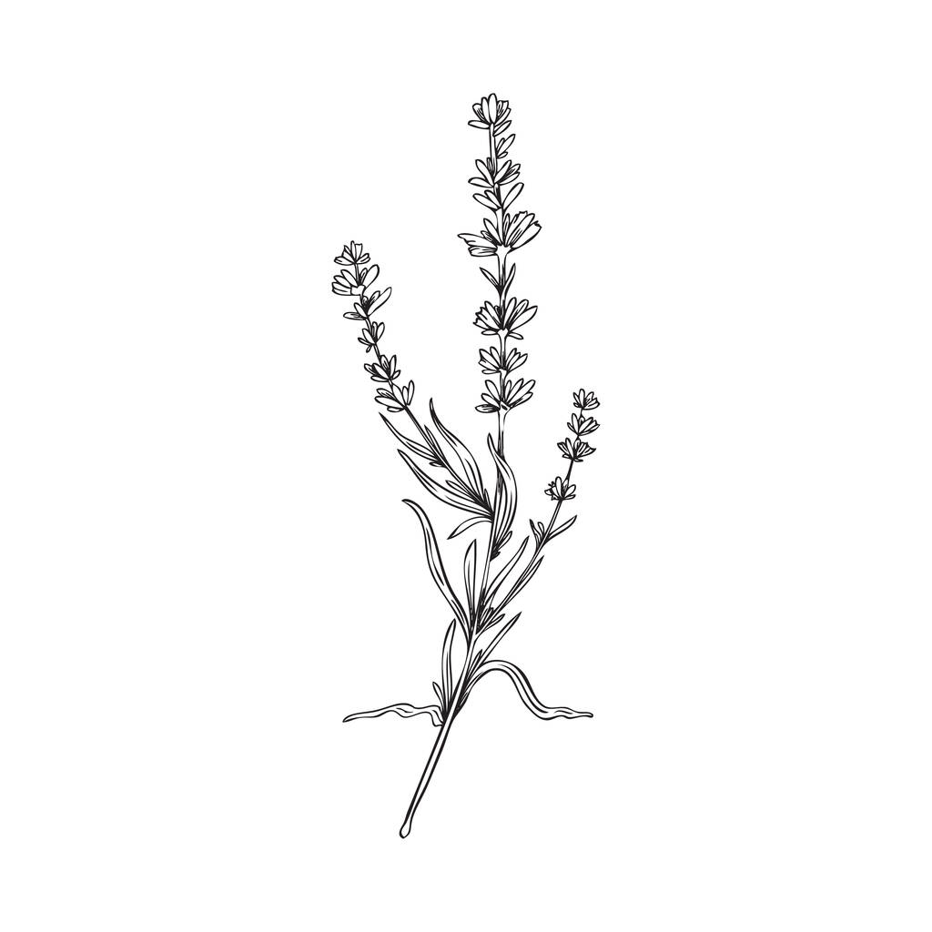 Hand drawn outline lavender flower bunch in sketch style, vector illustration isolated on white background. Provence floral bouquet, concept of spring and nature. - ベクター画像