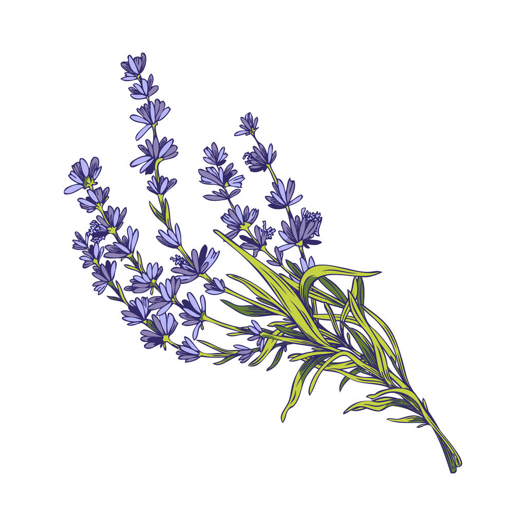 Lavender flowers bouquet , colored hand drawn vector illustration isolated on white background. Elegant lavender plant image for invitation cards and prints. - Wektor, obraz