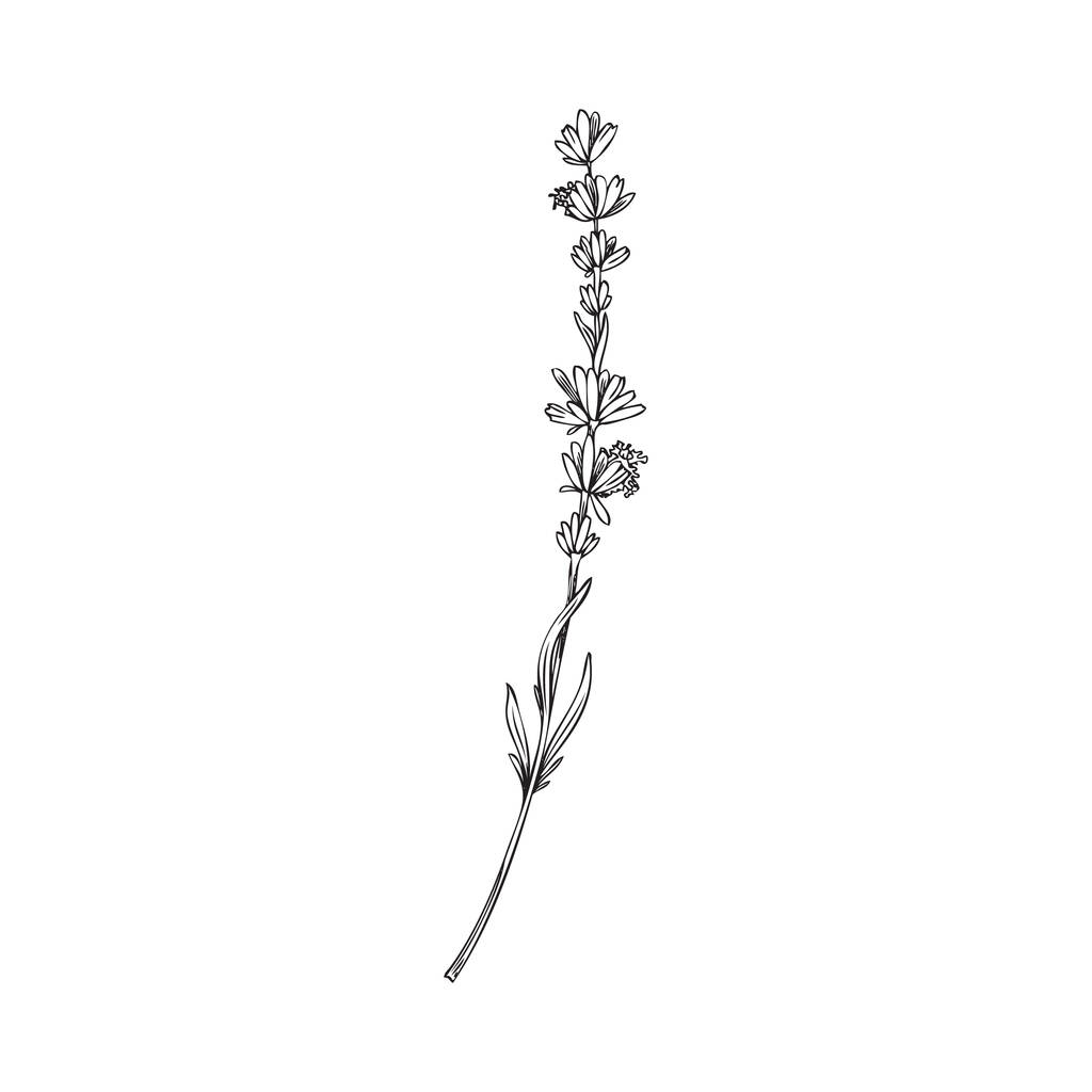 Lavender elegant single plant branch or twig in bloom, hand drawn black line vector illustration isolated on white background. Lavender flowers for monogram and cards. - Vector, Image