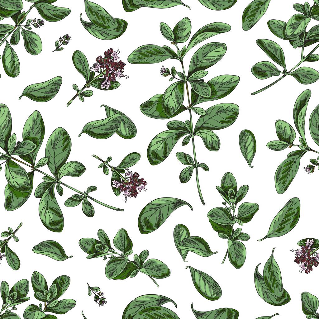 Marjoram seamless pattern repeatable decorative background for packaging, hand drawn color vector illustration. Vintage endless design for marjoram herbal products. - Vector, Image