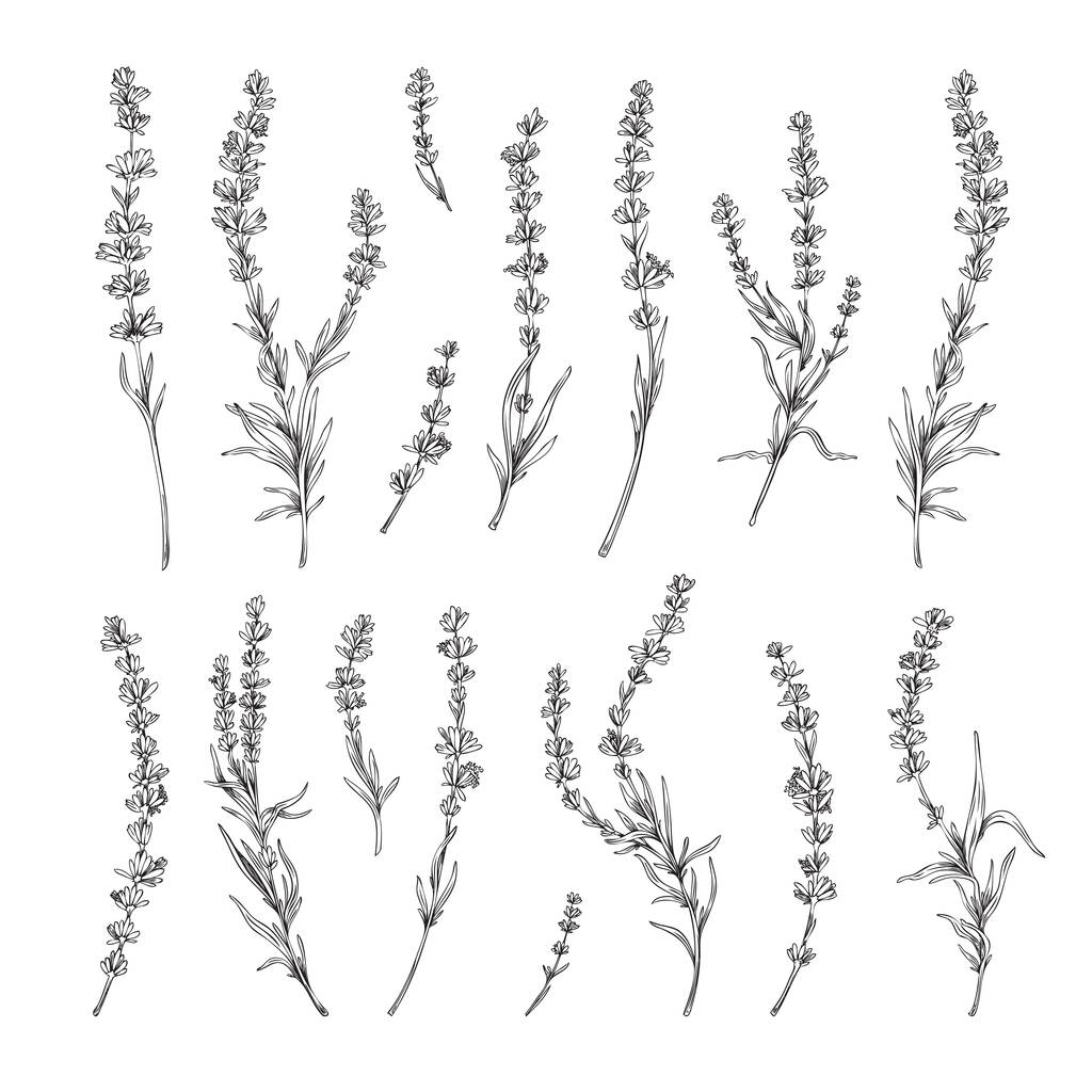 Lavender twigs with flowers hand drawn elements set, engraving vector illustration isolated on white background. Lavender botanical decorative elements collection. - Vecteur, image