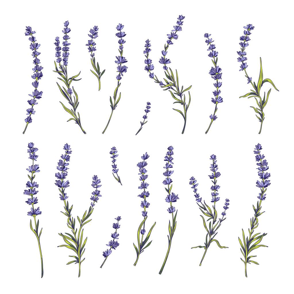 Provence lavender blooming twigs with violet flowers set, hand drawn vector illustration isolated on white background. Lavender plant branches collection. - Vecteur, image