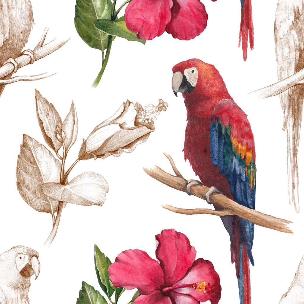 Macaw and hibiscus flower drawings. - Photo, Image