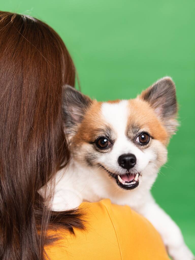 ポメラニアン・スピッツのかわいいふわふわの子犬を持っている女性。緑の背景に小さな笑顔の犬。テキストのコピースペース. - 写真・画像