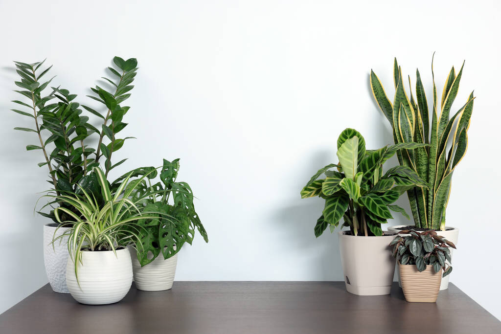 Πολλά διαφορετικά όμορφα φυτά σπιτιών στο ξύλινο τραπέζι κοντά στο λευκό τοίχο, χώρος για κείμενο - Φωτογραφία, εικόνα