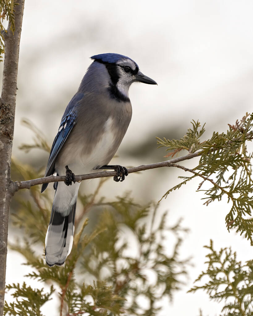 Blue Jay close-up perched on a cedar branch with a blur forest background in the forest environment and habitat surrounding displaying blue feather plumage wings. Jay Picture. Portrait. - Foto, Bild