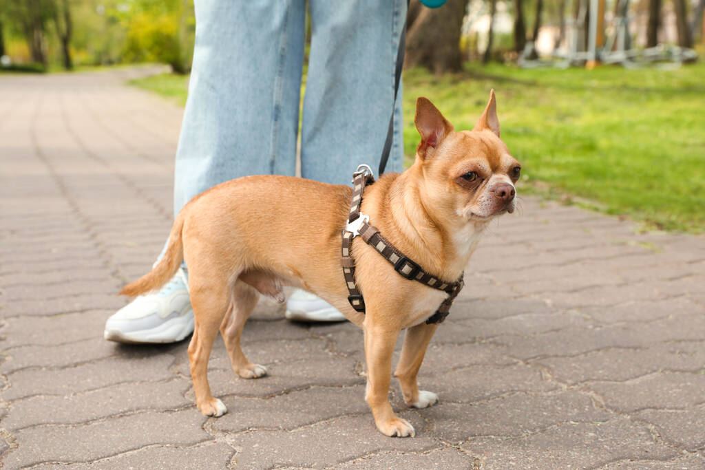 Хозяйка гуляет со своей собакой чихуахуа в парке, крупным планом - Фото, изображение