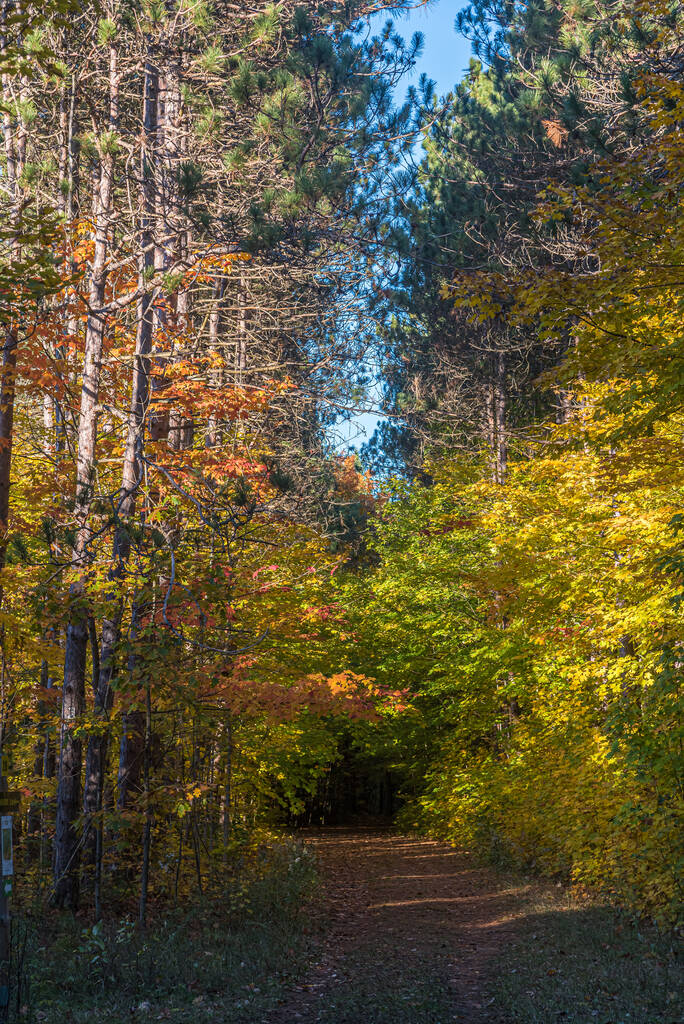 Forêt ensoleillée d'automne dans le centre de l'Ontario, Canada - Photo, image