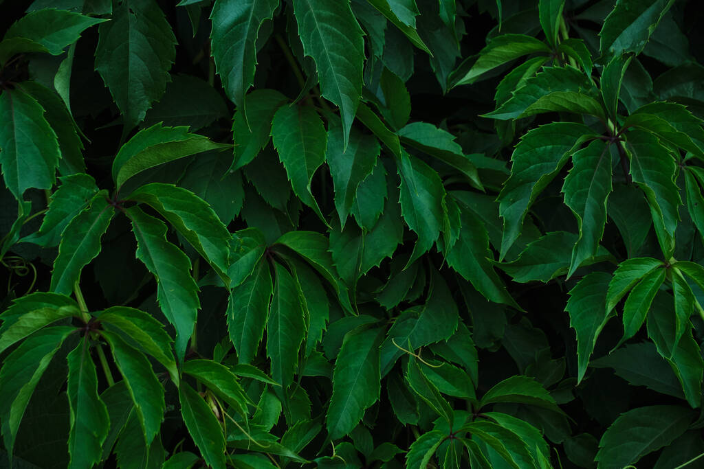 Абстрактна барвиста фонова стіна з зеленого листя
 - Фото, зображення