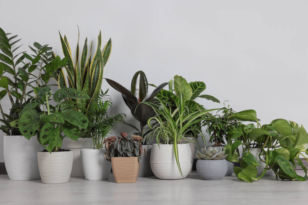 Collection of beautiful houseplants on floor near light wall - Foto, Imagem