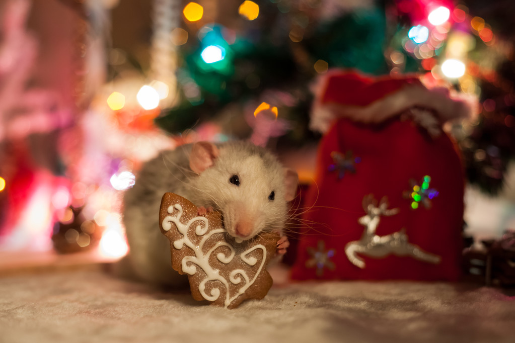 Dekorativní domů krysa na pozadí vánočních ozdob - Fotografie, Obrázek