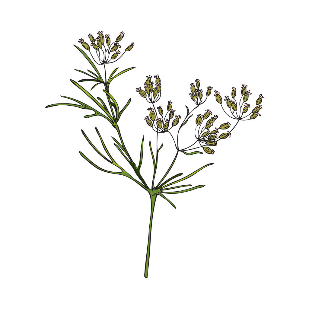 小さな花のスケッチスタイルでカラフルなクミンの植物を描いた手、白い背景に隔離されたベクトルイラスト。天然有機製品、おいしいスパイス、料理成分 - ベクター画像