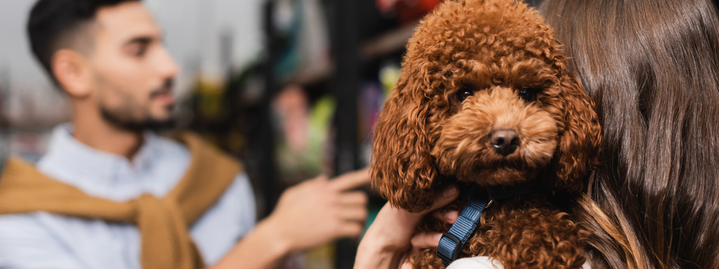 Woman holding poodle near blurred boyfriend in pet shop, banner  - Zdjęcie, obraz