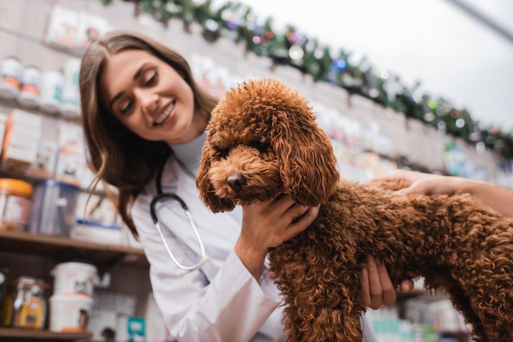 Poodle near blurred veterinarian and man in pet shop  - Foto, imagen
