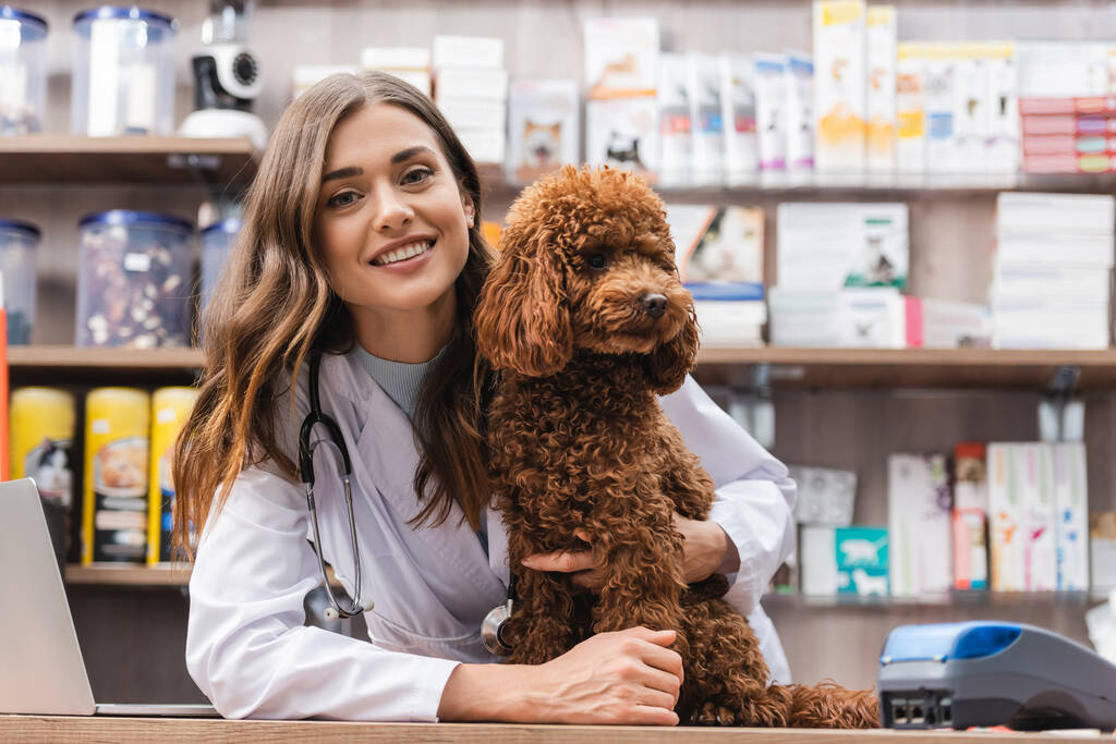 Smiling veterinarian looking at camera near poodle in pet shop  - 写真・画像