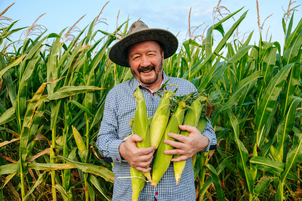 Aged elderly farmer holding corn in hand, front view, looking at camera worker smiles broadly happy. Green juicy leaves betray the taste of the harvest. Corn field background. Copy space. - Foto, immagini