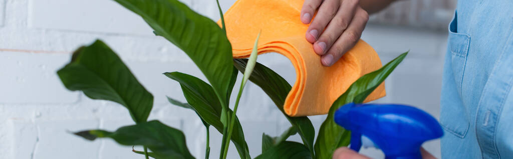 обрезанный вид женщины, чистящей листья растений моющим средством и тряпкой, баннер - Фото, изображение
