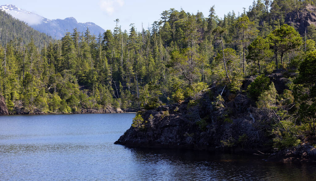 Канадский природный пейзаж с деревьями и горами. Солнечным летним утром. Рядом с Тофино и Ускюелет, остров Ванкувер, Британская Колумбия, Канада. Фон. - Фото, изображение