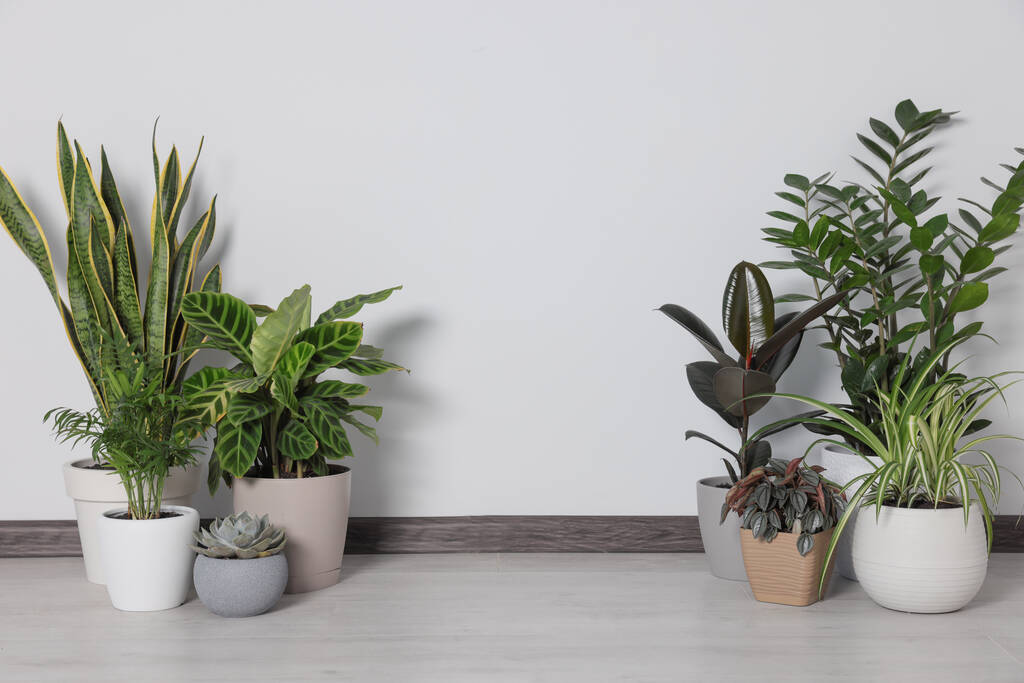 Collection of beautiful houseplants on floor near light wall. Space for text - Foto, immagini