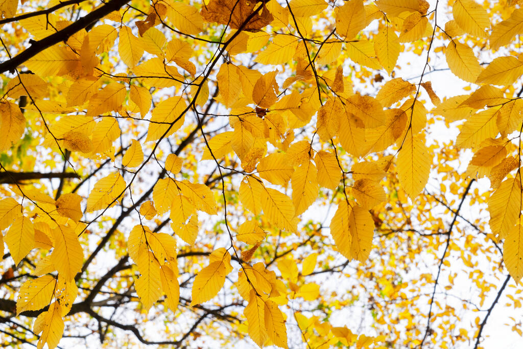 Fall leaves and branches in park, autumn natural background - Photo, Image