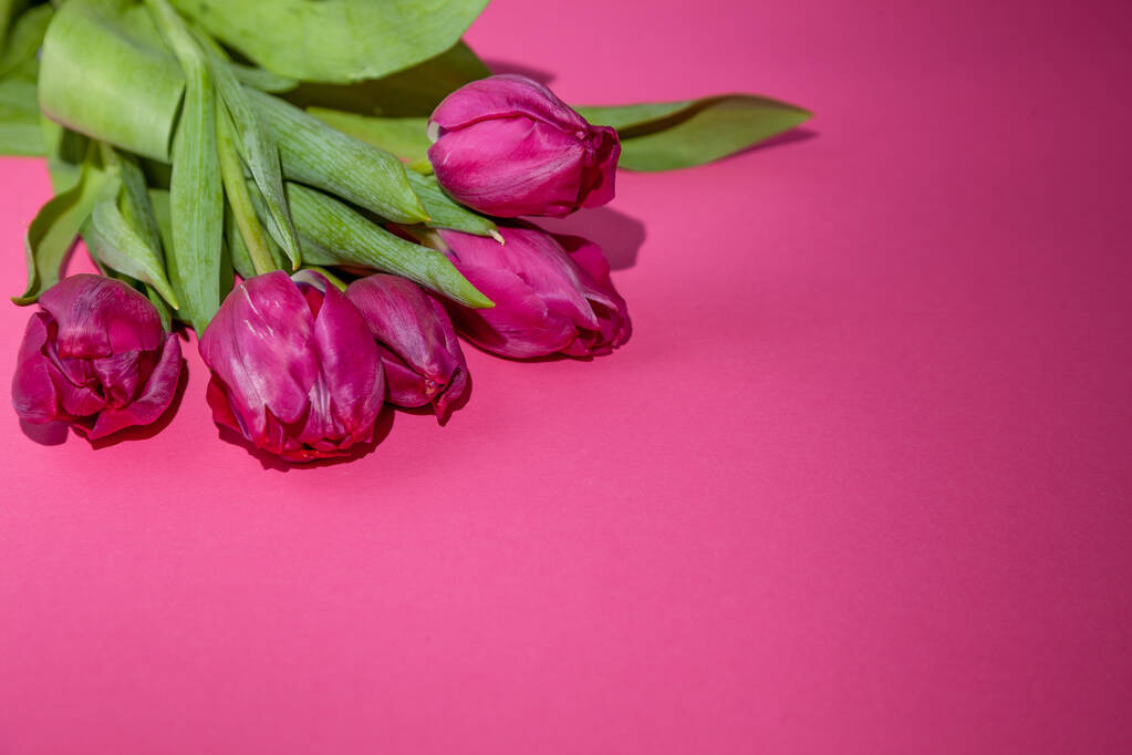 Pink tulips bouquet on background with place for text. Tulip flower. Spring flowers. Copy space. - Foto, Imagen