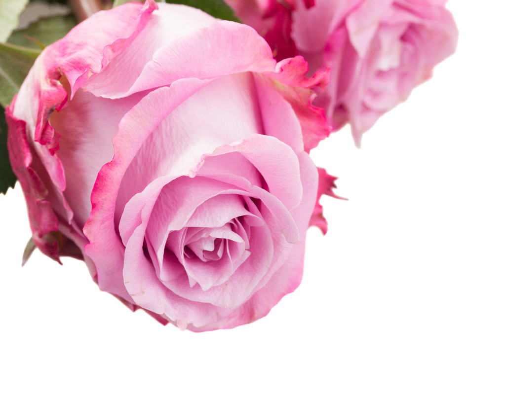 Цветы розы
 - Фото, изображение