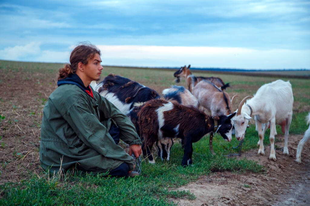 10代の少年が畑でヤギを放牧する。荒天に対して畑にヤギと羊飼い。家畜の飼育、生存、家庭の概念.  - 写真・画像