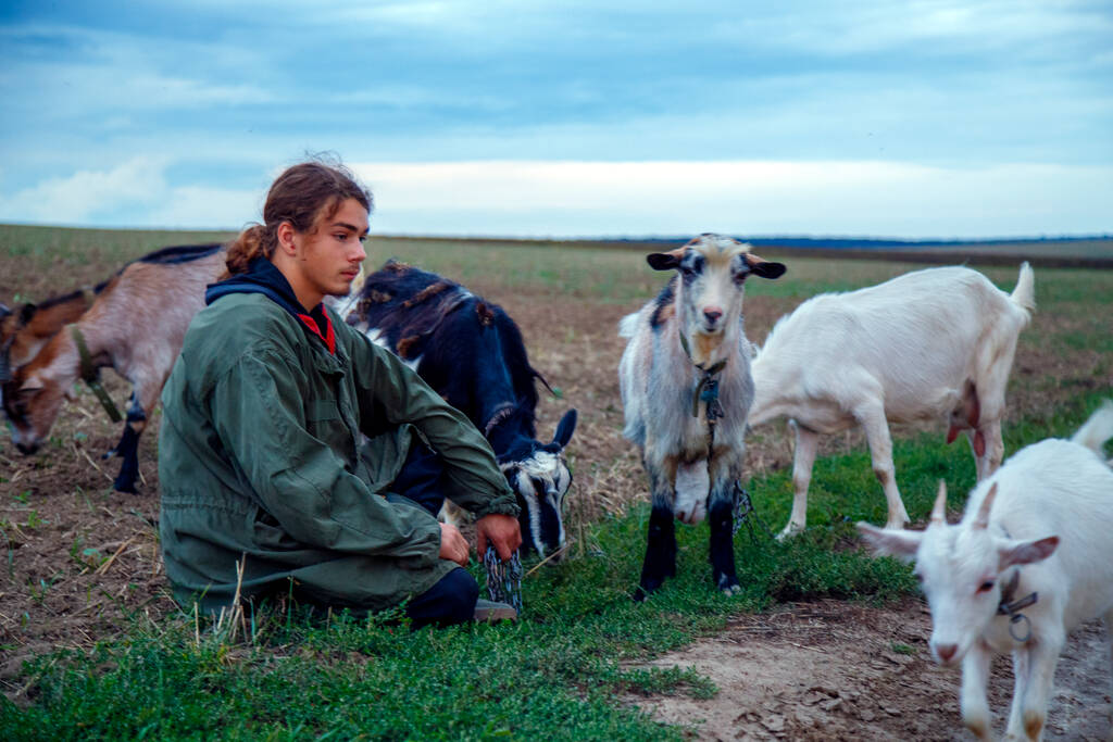 Un adolescente roza cabras en un campo. Un pastor con cabras en un campo contra un cielo tormentoso. El concepto de cría de animales, supervivencia, hogar.  - Foto, Imagen