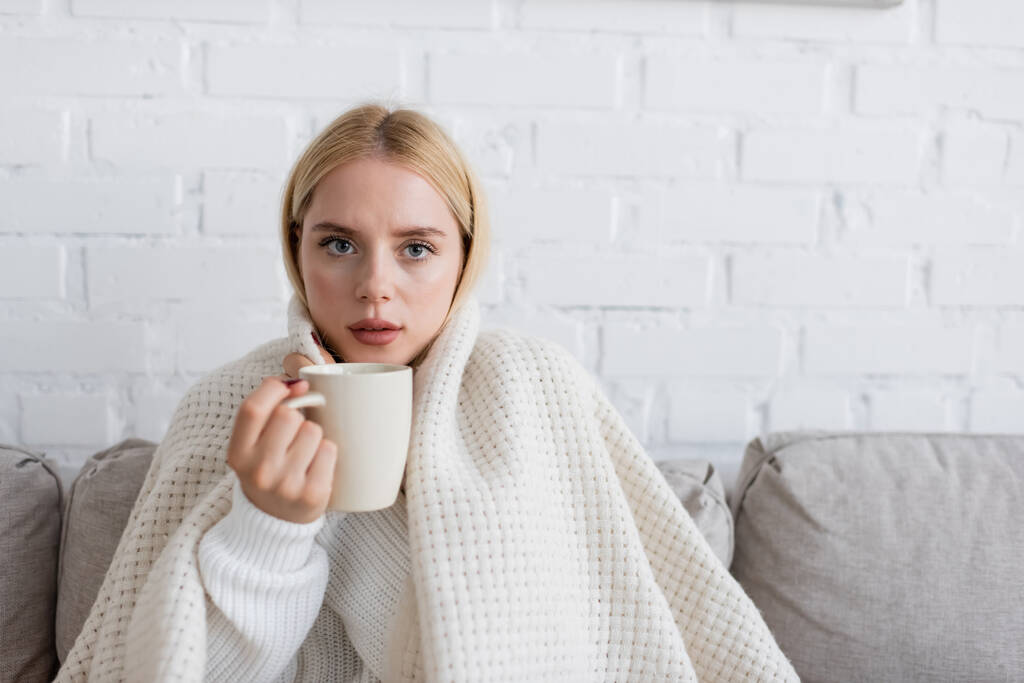 giovane donna bionda in maglione seduta coperta di bianco con tazza di tè in soggiorno  - Foto, immagini