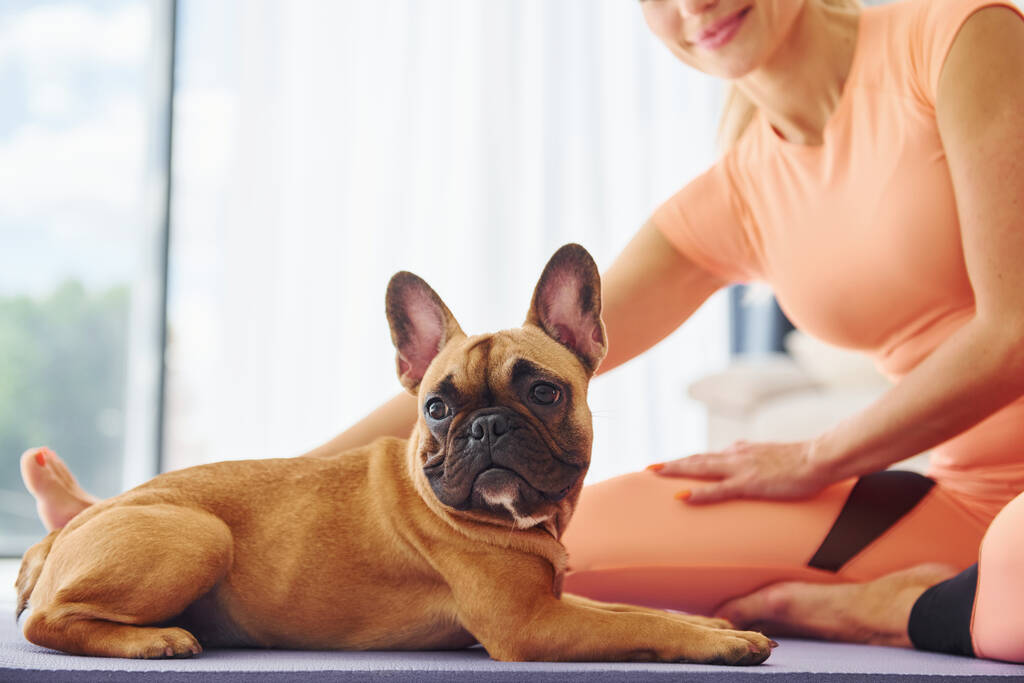 Tempo di yoga. Donna con cane carlino è a casa durante il giorno. - Foto, immagini