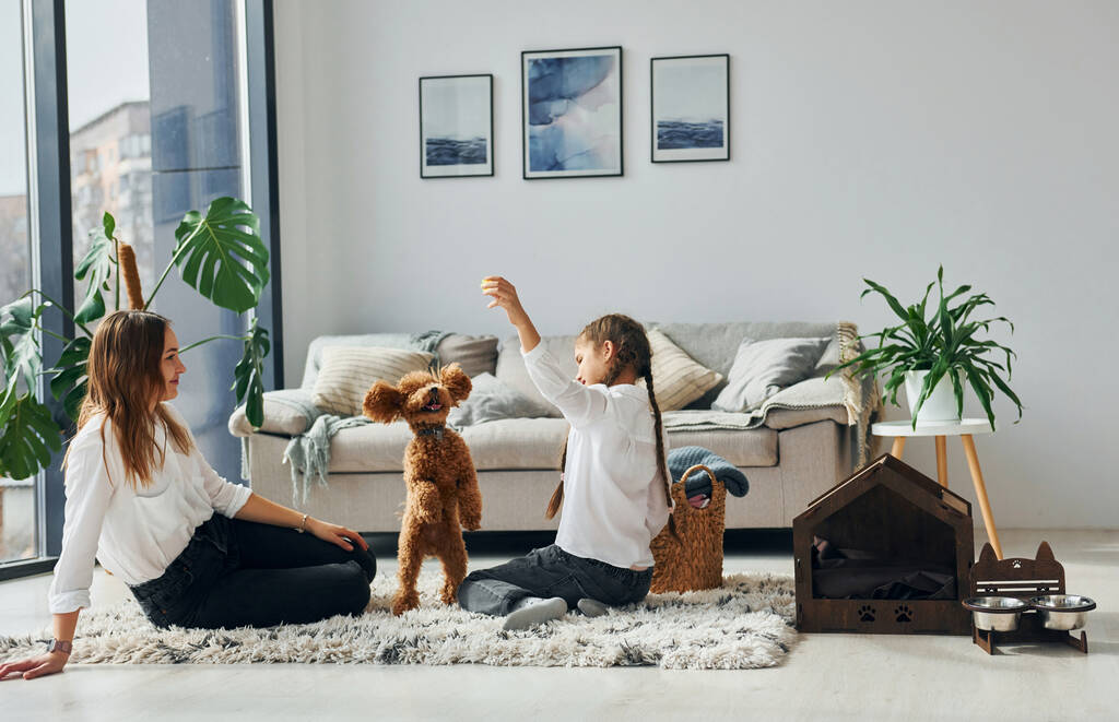 Matka z córką bawiącą się psem. Cute little pudle szczeniak jest wewnątrz w nowoczesnym pokoju domowym. - Zdjęcie, obraz