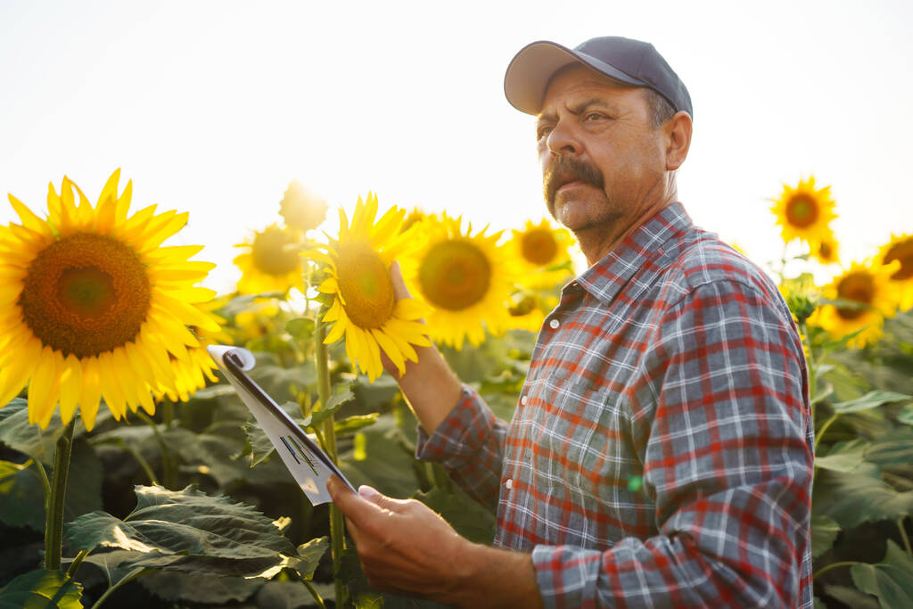 Фермер, стоящий на подсолнечном поле, смотрит на семена подсолнечника. Концепция сельскохозяйственного бизнеса.  - Фото, изображение