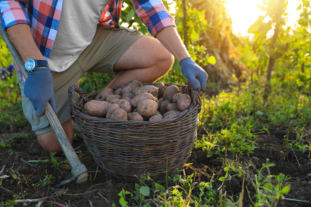 Mies korjaa tuoreita kypsiä perunoita maatilalla, lähikuva - Valokuva, kuva