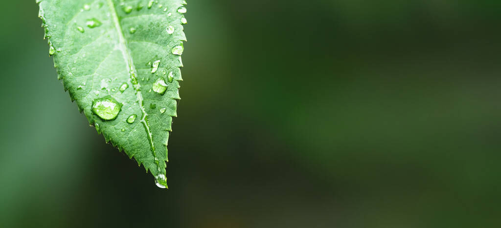 Κοντινές σταγόνες νερού σε πράσινη άδεια και σταγόνες νερού σε στέρεο πράσινο φόντο για banner με copyspace. Πράσινο φύλλο με σταγόνες δροσιάς, φόντο της φύσης. - Φωτογραφία, εικόνα